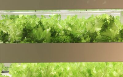 「商社の真価を問う。——海外調達の『困りごと』を解決した3つの実録」第2回：【突破口開設編】